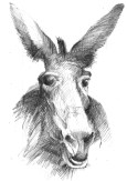 donkey2