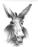 bw donkey copy